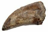 Robust, Fossil Tyrannosaurus (T-Rex) Tooth - Wyoming #257018-1